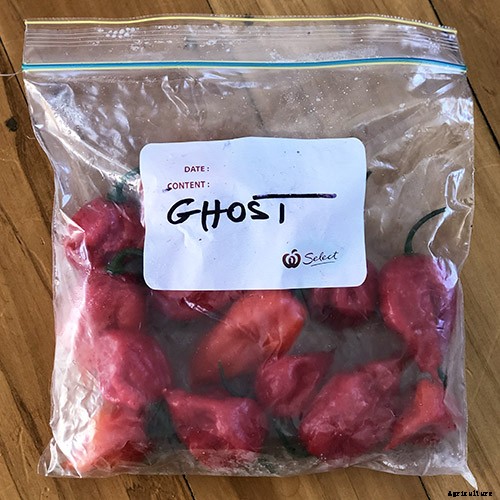 How to Plant and Grow Ghost Peppers