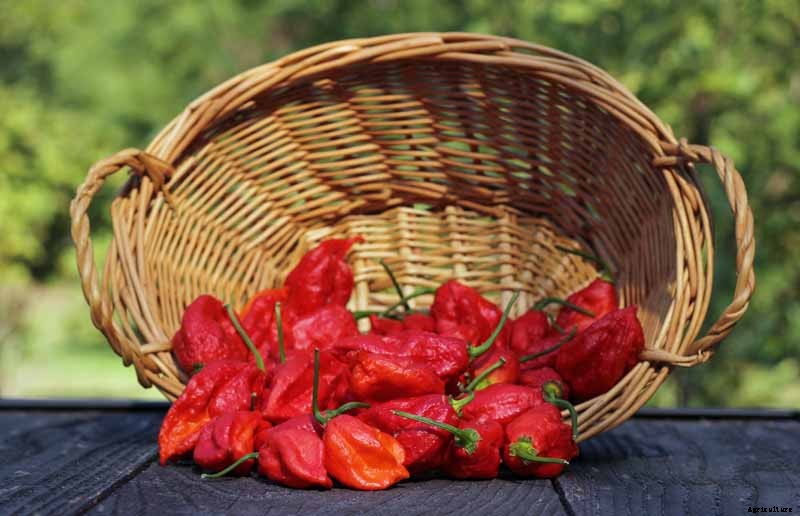 How to Plant and Grow Ghost Peppers