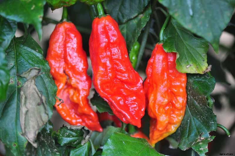 How to Plant and Grow Ghost Peppers
