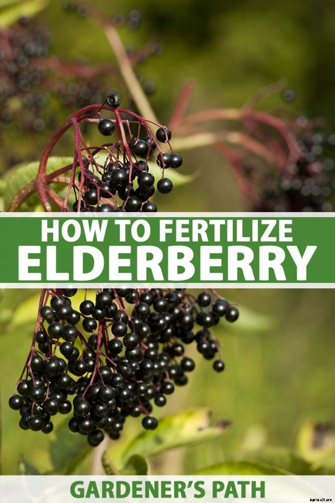 How and When to Fertilize Elderberry Shrubs