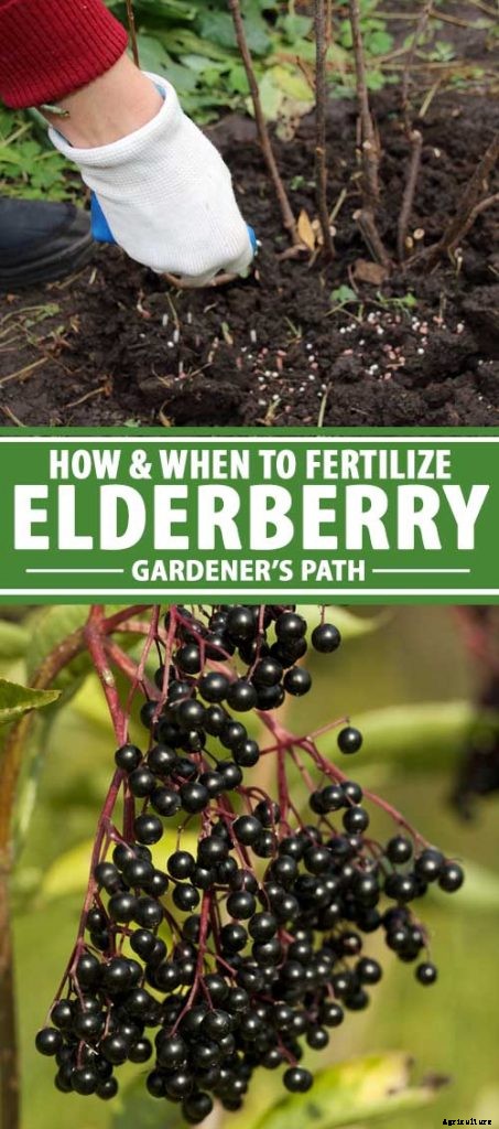 How and When to Fertilize Elderberry Shrubs