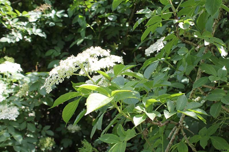 How and When to Fertilize Elderberry Shrubs