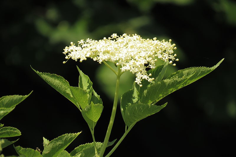 How and When to Fertilize Elderberry Shrubs