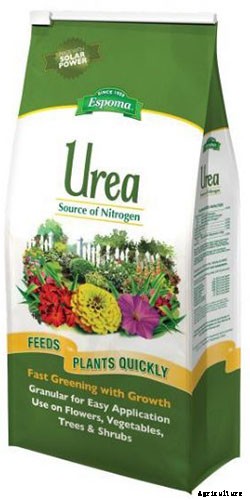 How and When to Fertilize Elderberry Shrubs