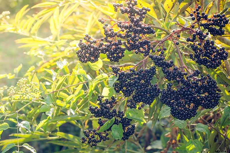 How and When to Fertilize Elderberry Shrubs