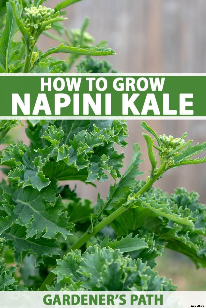 How to Grow Napini Kale