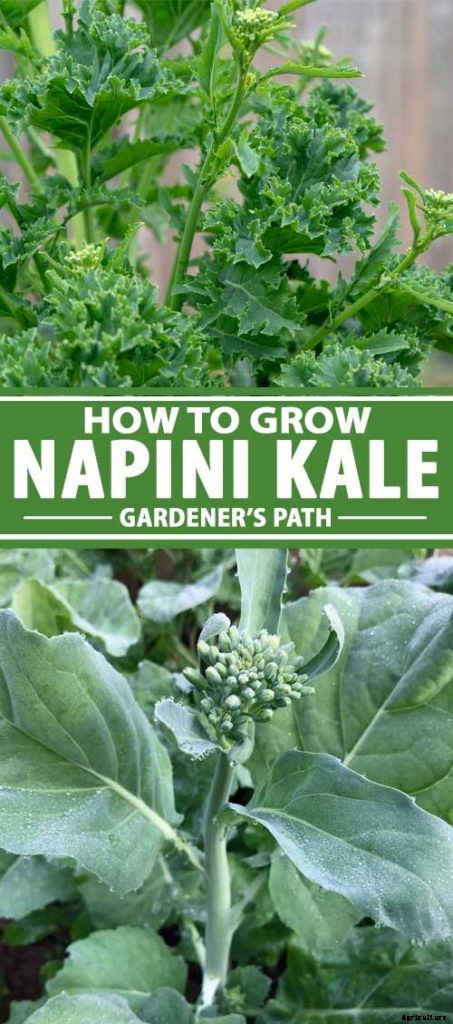 How to Grow Napini Kale
