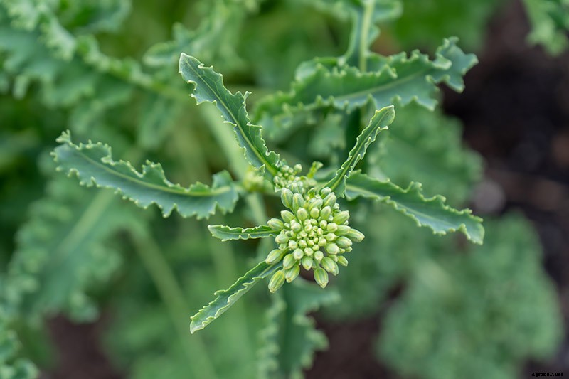 How to Grow Napini Kale