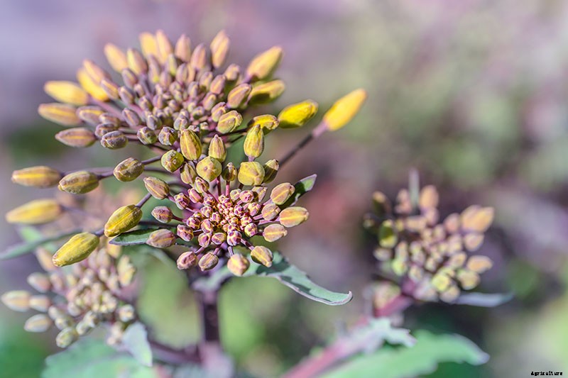How to Grow Napini Kale