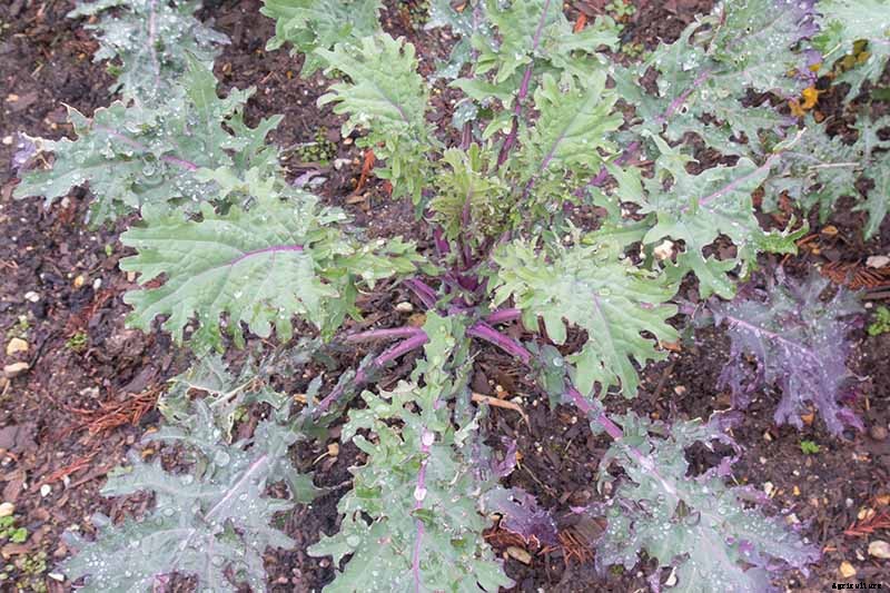 How to Grow Napini Kale