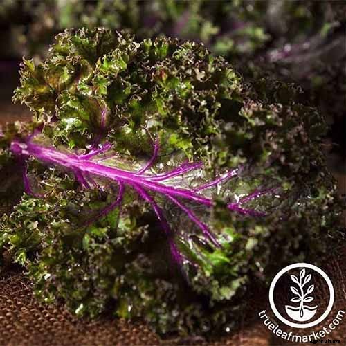 How to Grow Napini Kale