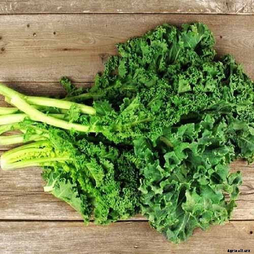 How to Grow Napini Kale
