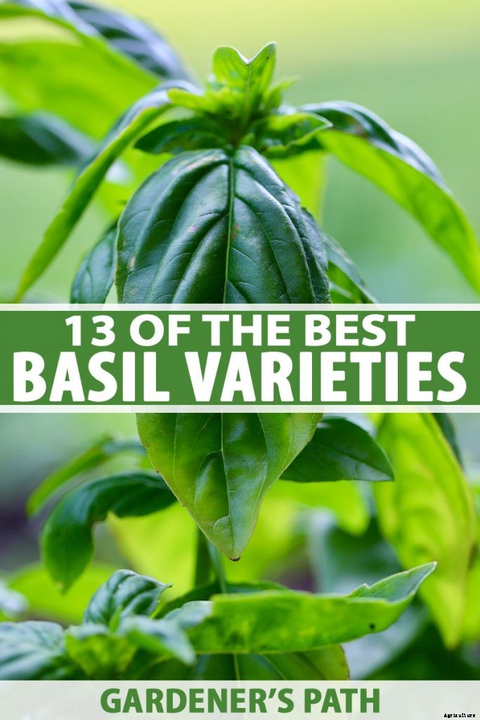 13 Favorite Basil Varieties for the Garden