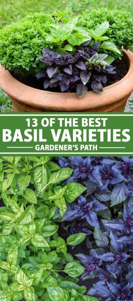 13 Favorite Basil Varieties for the Garden