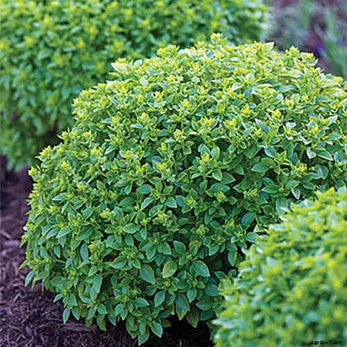 13 Favorite Basil Varieties for the Garden