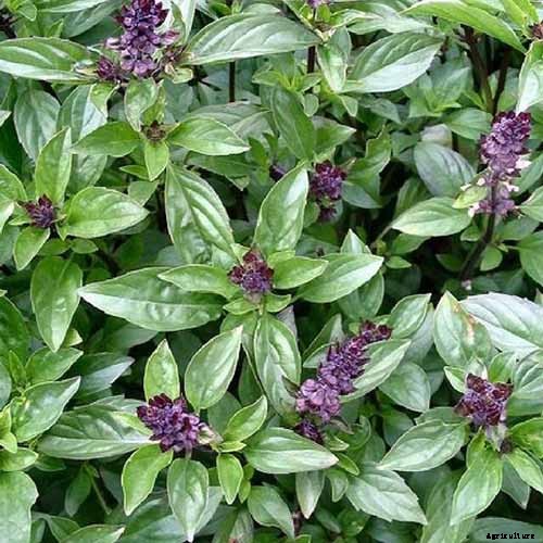 13 Favorite Basil Varieties for the Garden