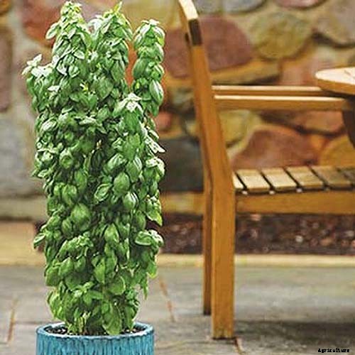 13 Favorite Basil Varieties for the Garden