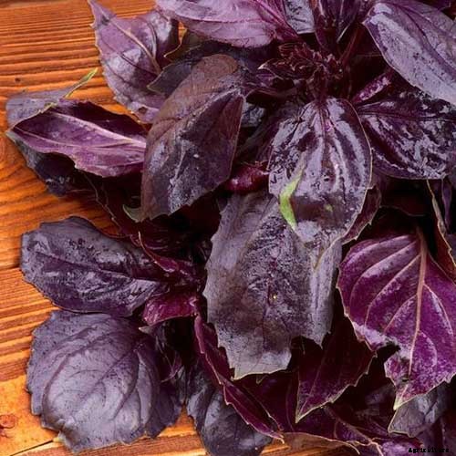 13 Favorite Basil Varieties for the Garden