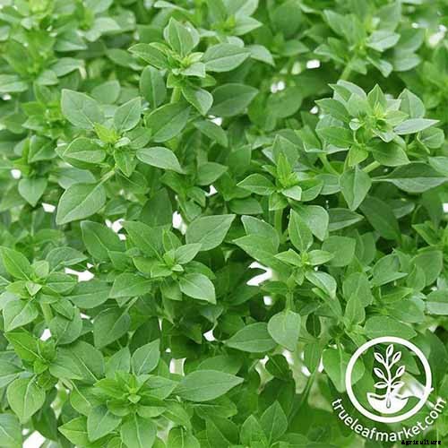 13 Favorite Basil Varieties for the Garden