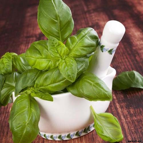 13 Favorite Basil Varieties for the Garden