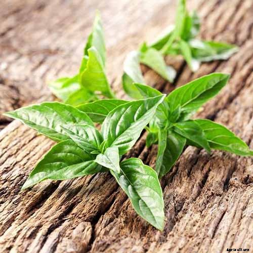 13 Favorite Basil Varieties for the Garden