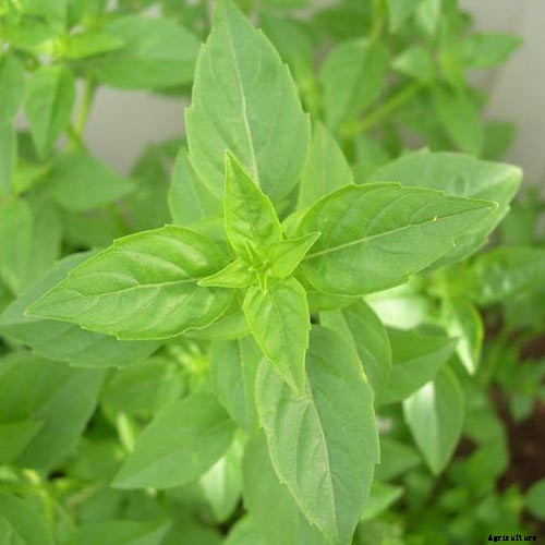 13 Favorite Basil Varieties for the Garden