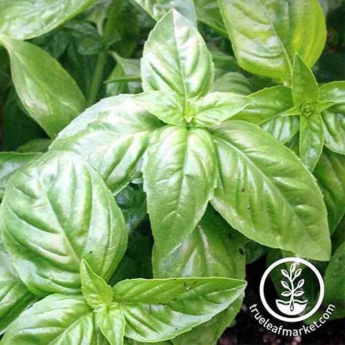 13 Favorite Basil Varieties for the Garden