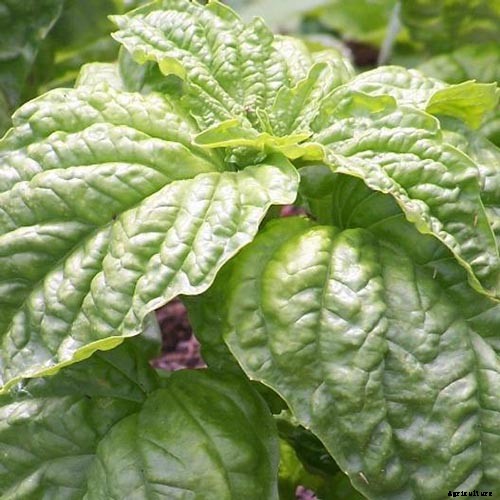 13 Favorite Basil Varieties for the Garden