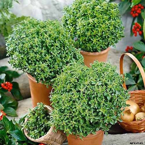 13 Favorite Basil Varieties for the Garden