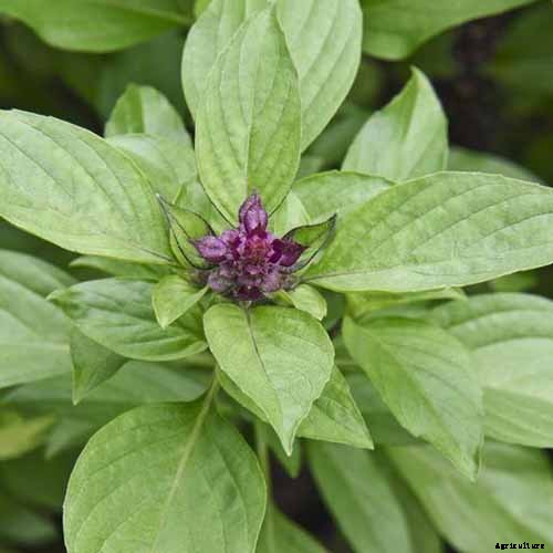 13 Favorite Basil Varieties for the Garden