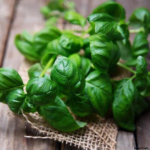 13 Favorite Basil Varieties for the Garden
