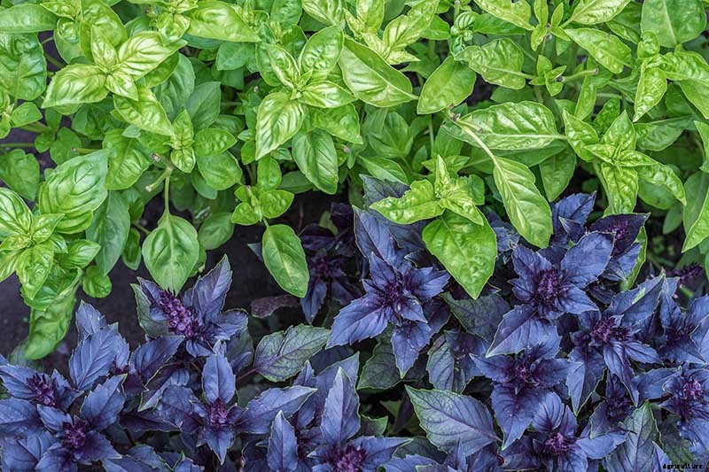 13 Favorite Basil Varieties for the Garden
