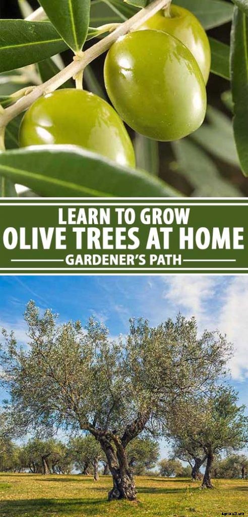 How to Grow and Care for Olive Trees