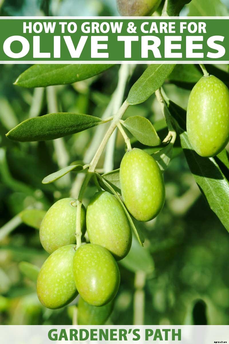 How to Grow and Care for Olive Trees
