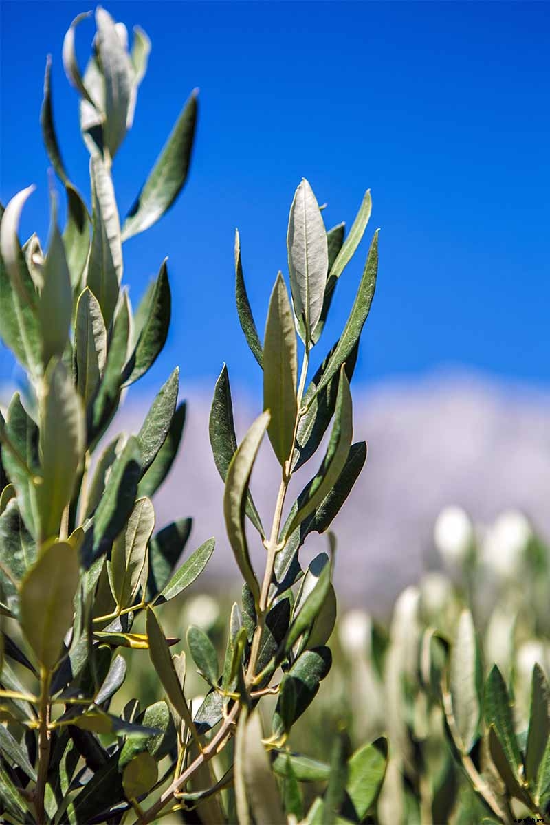 How to Grow and Care for Olive Trees