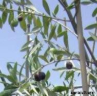 How to Grow and Care for Olive Trees