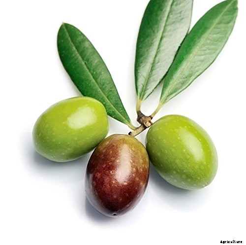 How to Grow and Care for Olive Trees