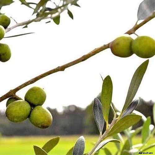 How to Grow and Care for Olive Trees