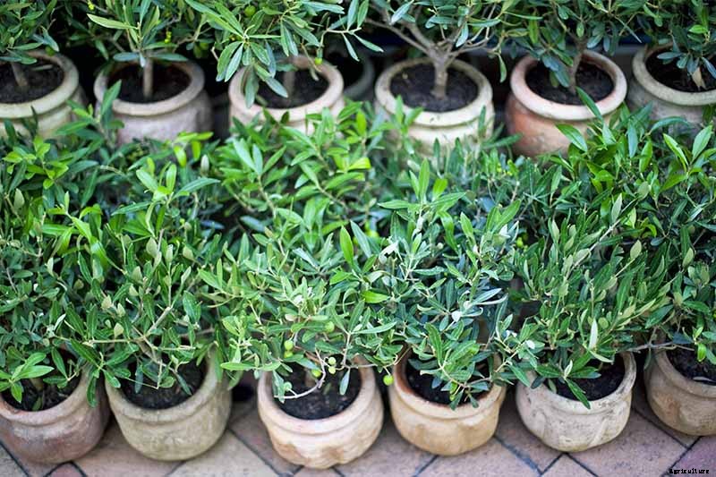 How to Grow and Care for Olive Trees