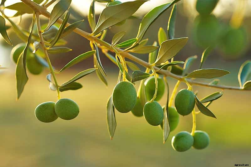 How to Grow and Care for Olive Trees