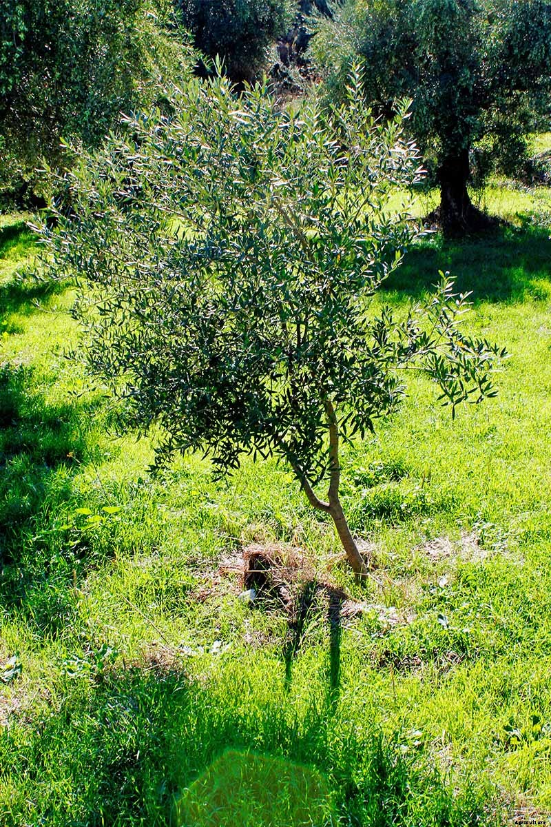 How to Grow and Care for Olive Trees