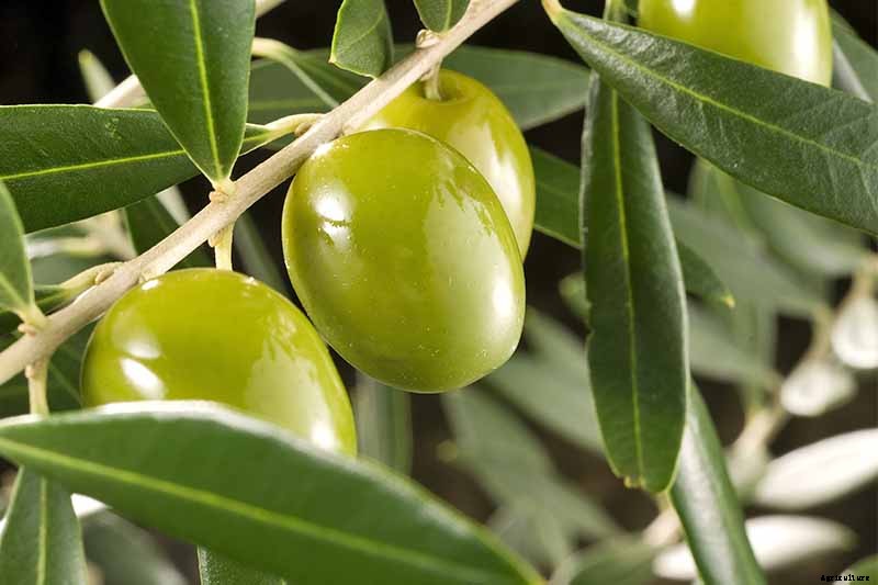 How to Grow and Care for Olive Trees