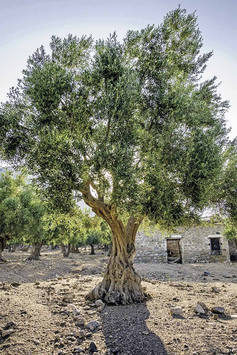 How to Grow and Care for Olive Trees