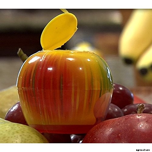 How to Grow and Care for Olive Trees