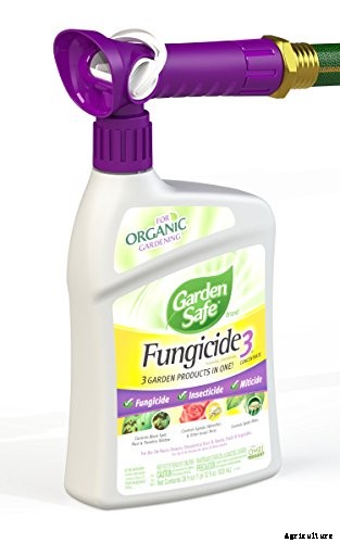 How to Grow and Care for Olive Trees