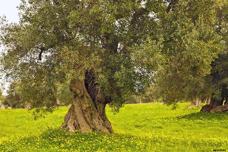 How to Grow and Care for Olive Trees
