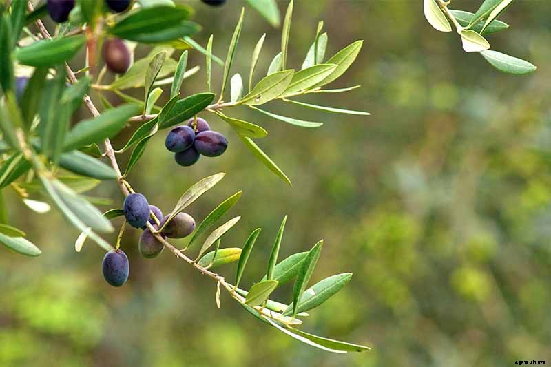 How to Grow and Care for Olive Trees