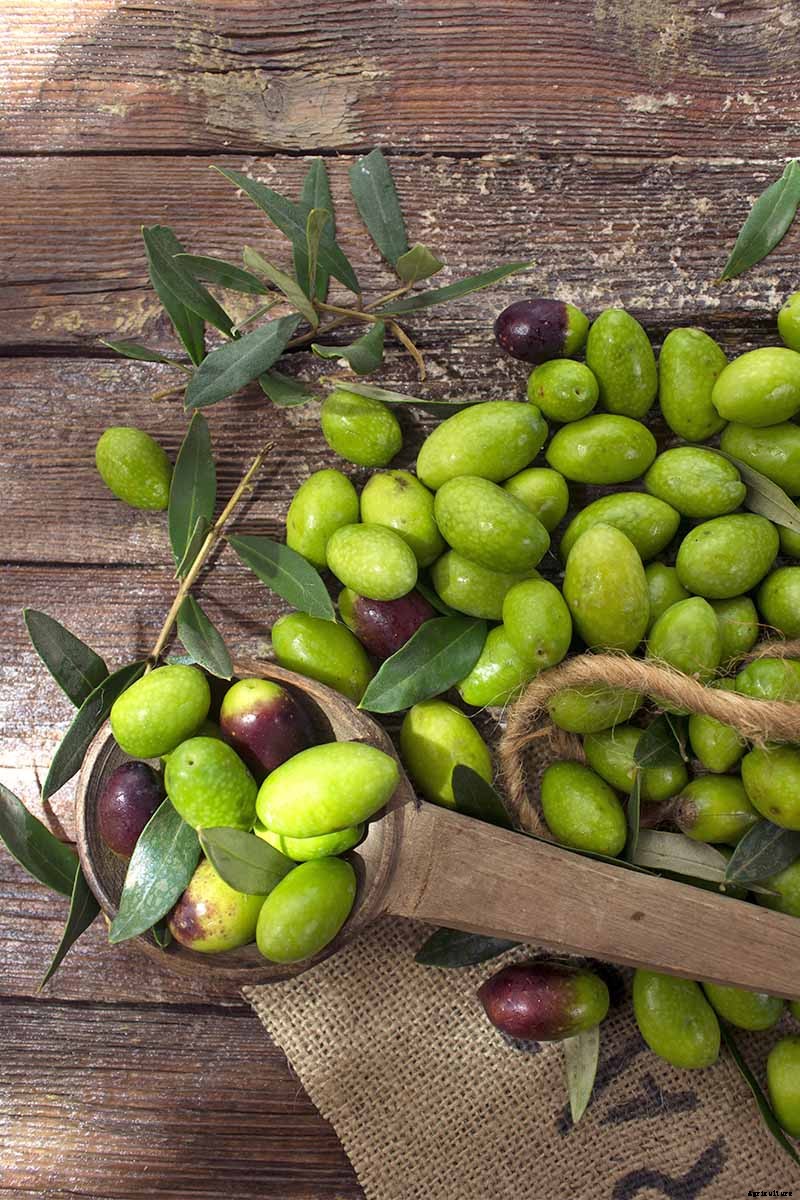 How to Grow and Care for Olive Trees