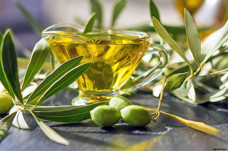 How to Grow and Care for Olive Trees