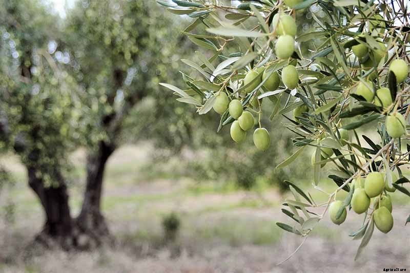 How to Grow and Care for Olive Trees